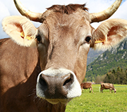 Di fair Milch